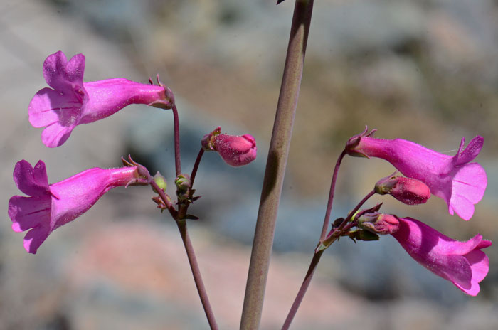 Desert Penstemon is an attractive plant with showy flowers and attractive reddish-green stems and large dramatic leaves. Penstemon pseudospectabilis Desert Penstemon is an attractive plant with showy flowers and attractive reddish-green stems and large dramatic leaves. Penstemon pseudospectabilis